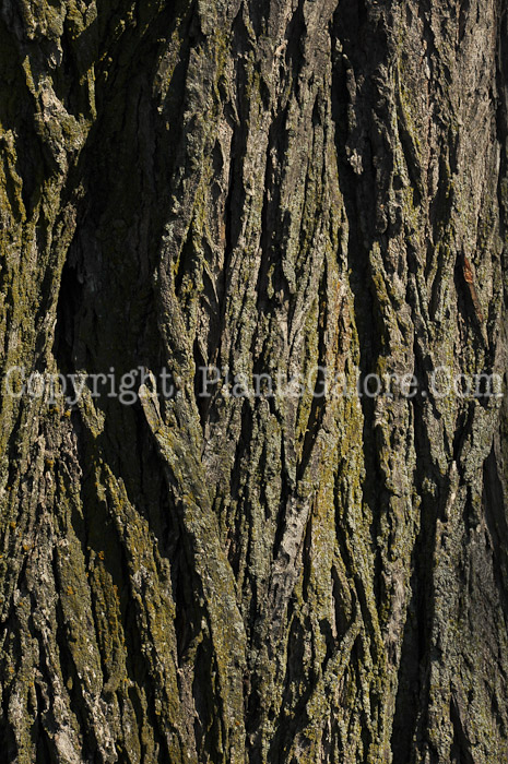 PGC-T-Ulmus-rubra-aka-Slippery-Elm-4