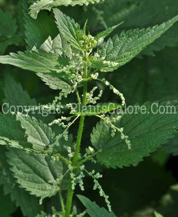 PGC-P-Urtica-dioica-aka-Stinging-Nettle-1