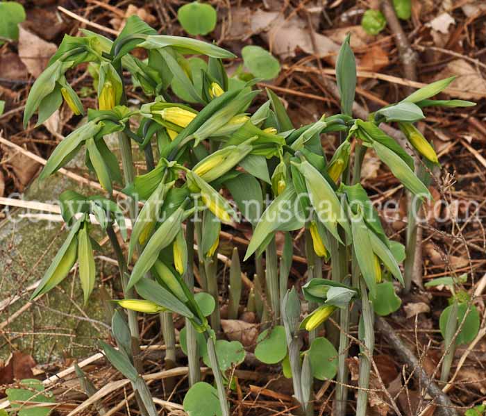 PGC-P-Uvularia-grandiflora-aka-Bellwort-4