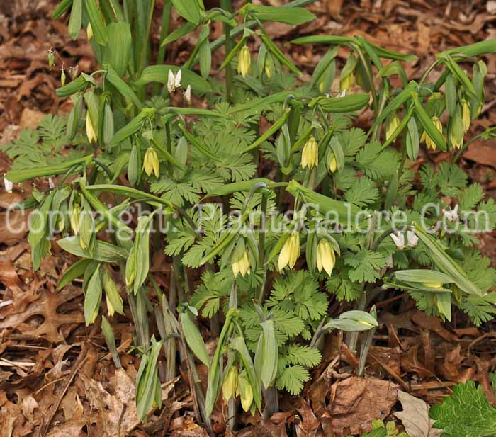 PGC-P-Uvularia-grandiflora-aka-Bellwort-9