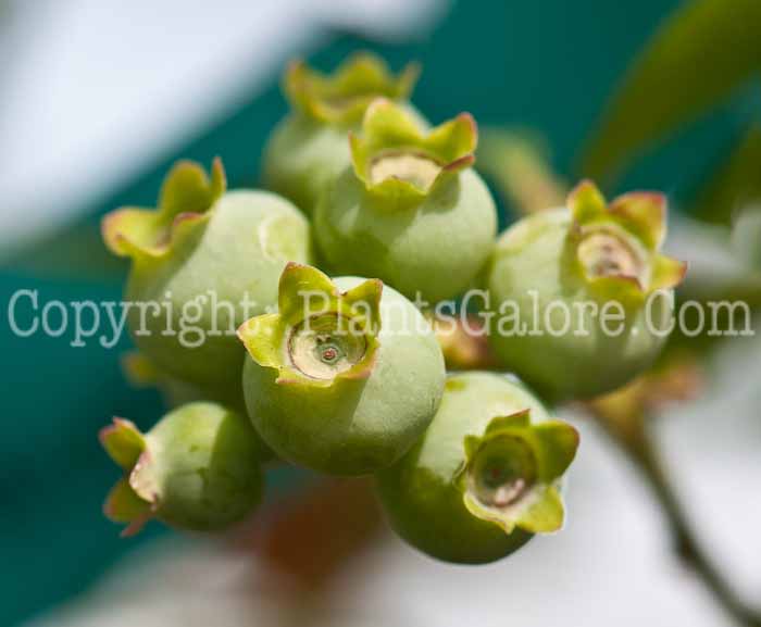 PGC-S-Vaccinium-Bluejay-aka-Blueberry-0514l-3
