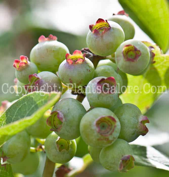 PGC-S-Vaccinium-Brigitta-aka-Blueberry-0514l-1