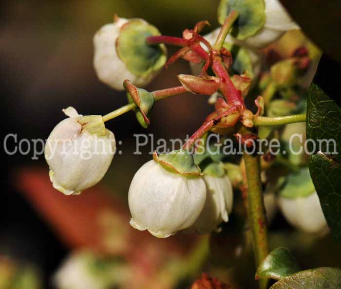 PGC-S-Vaccinium-angustifolium-aka-Duke-Blueberry-1