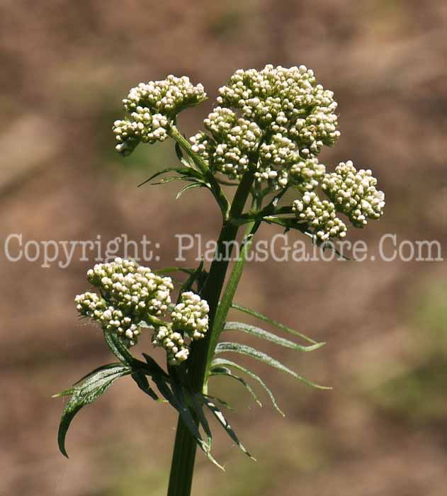 PGC-P-Valeriana-officinalis-aka-Garden-Heliotrope-1