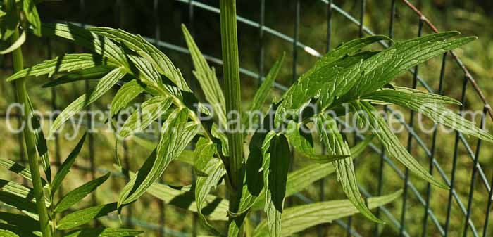 PGC-P-Valeriana-officinalis-aka-Garden-Heliotrope-2