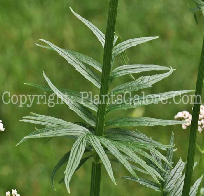 PGC-P-Valeriana-officinalis-aka-Garden-Heliotrope-5