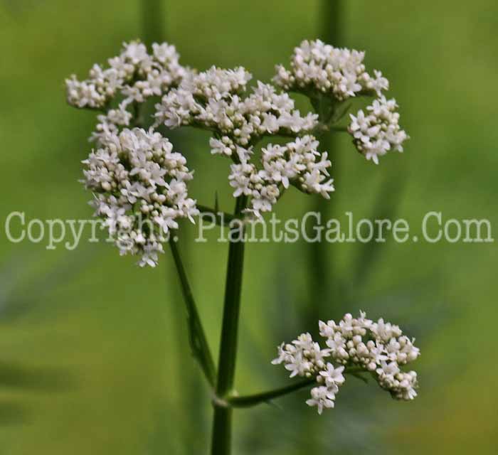 PGC-P-Valeriana-officinalis-aka-Garden-Heliotrope-3