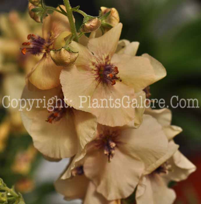 PGC-P-Verbascum-Jackie-In-Pink-2010-o002