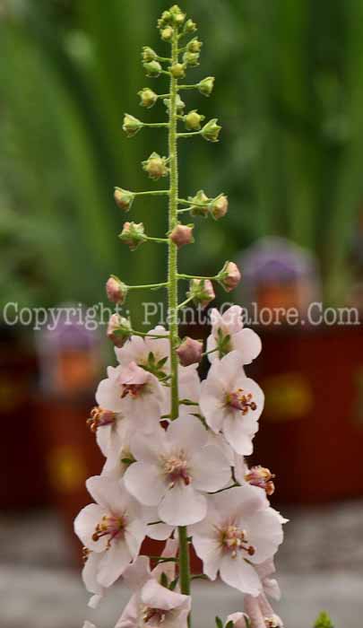 PGC-P-Verbascum-Pink-Pixie-05-2012-1