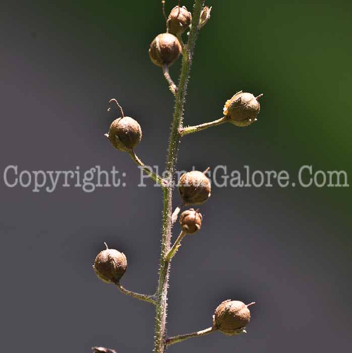 PGC-P-Verbascum-blattaria-aka-Moth-Mullein-1