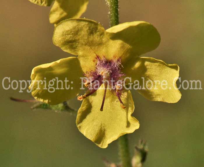 PGC-P-Verbascum-blattaria-aka-Moth-Mullein-2