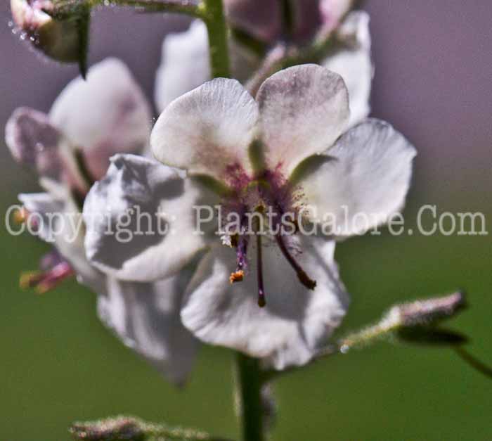 PGC-P-Verbascum-blattaria-aka-Moth-Mullein-3