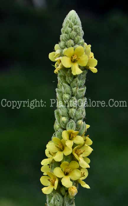 PGC-P-Verbascum-thapsus-aka-Common-Mullein-4