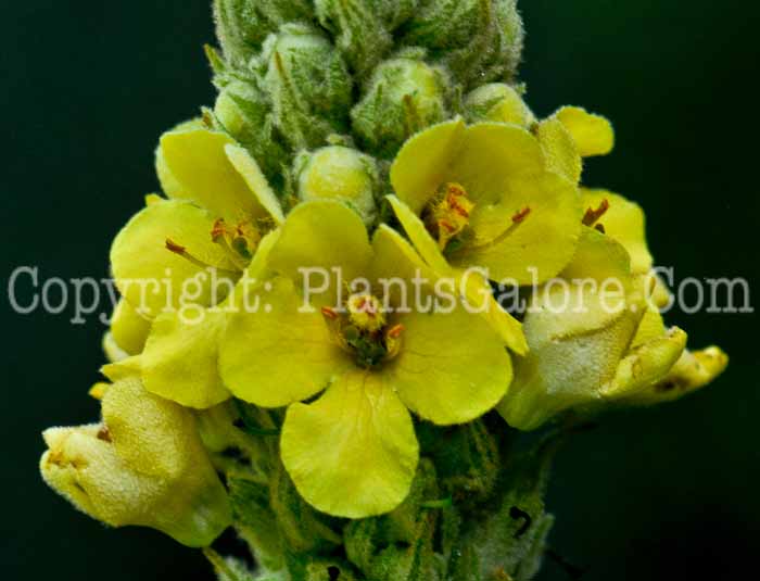 PGC-P-Verbascum-thapsus-aka-Common-Mullein-5