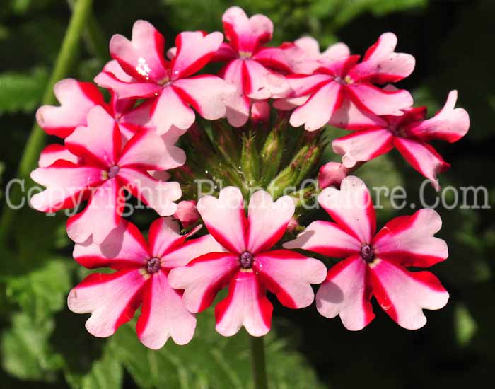 PGC-A-Verbena-Candy-Cane-series-Lanai-1