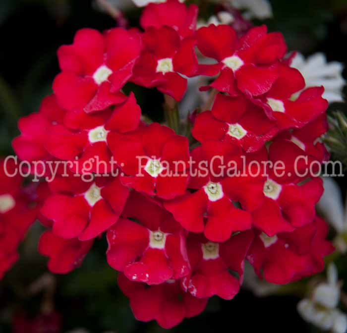 PGC-A-Verbena-Tukanap-Scarlet-Star-913e-2