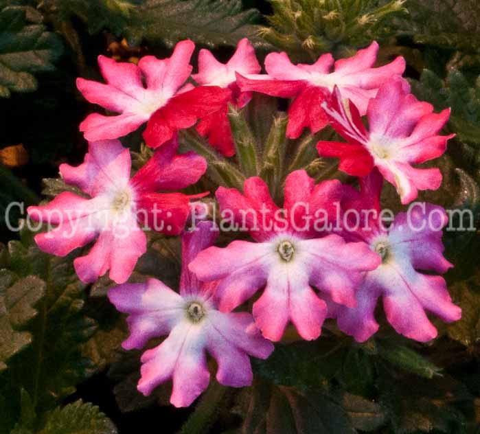 PGC-A-Verbena-Voodoo-Pink-Star-0514b-1
