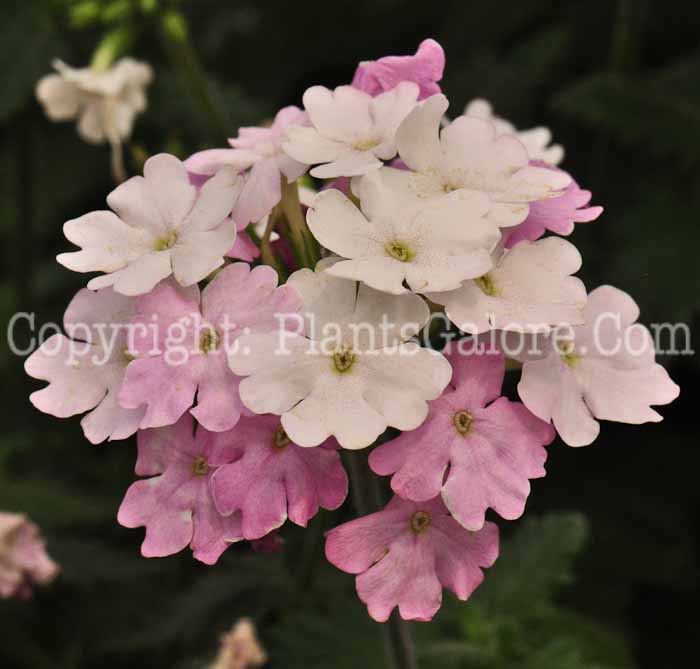 PGC-A-Verbena-White-Blush-series-Enduro-1
