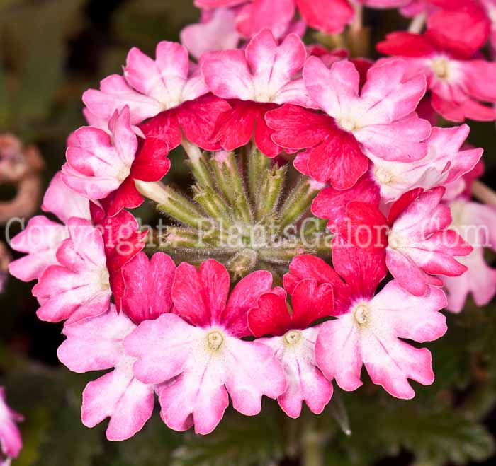 PGC-A-Verbena-Wicked-Hot-Pink-0514j-1