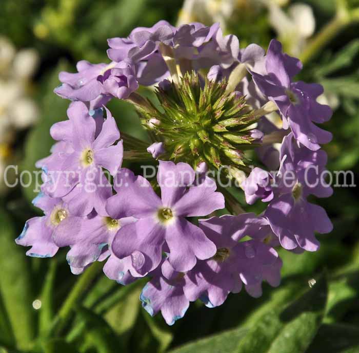 PGC-P-Verbena-Babylon-light-blue-01-2010