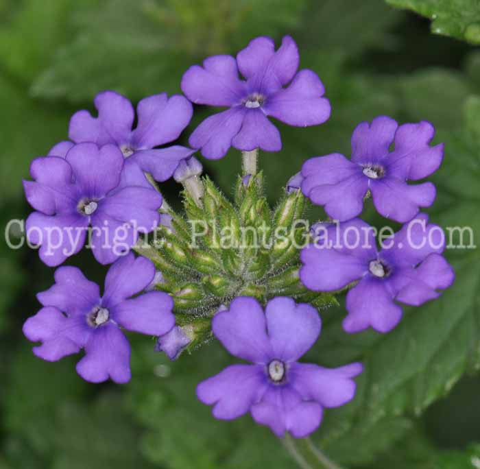 PGC-P-Verbena-Fuego-Denim-Blue-01-0004