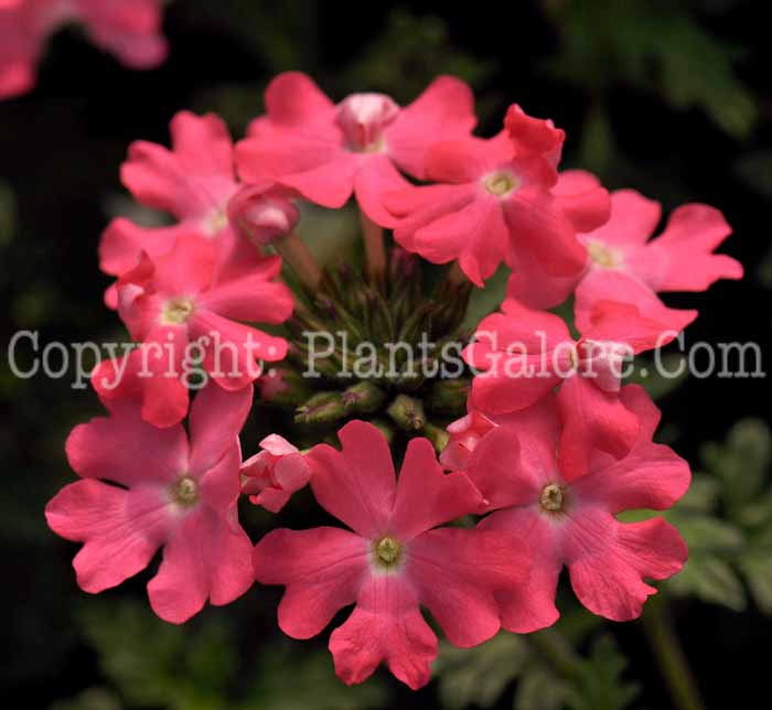 PGC-P-Verbena-Lanai-Bright-Pink-1-2010