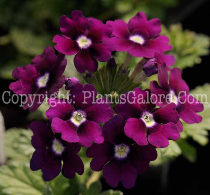 PGC-P-Verbena-Lanai-Royal-Purple-1-2010