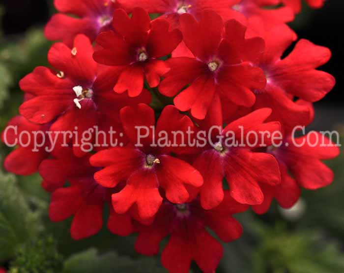 PGC-P-Verbena-Lanai-Upright-Magenta-1-2010