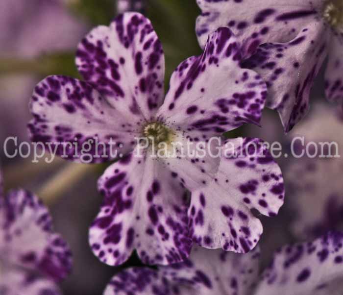 PGC-P-Verbena-Lanai-Upright-Purple-Mosaic-2