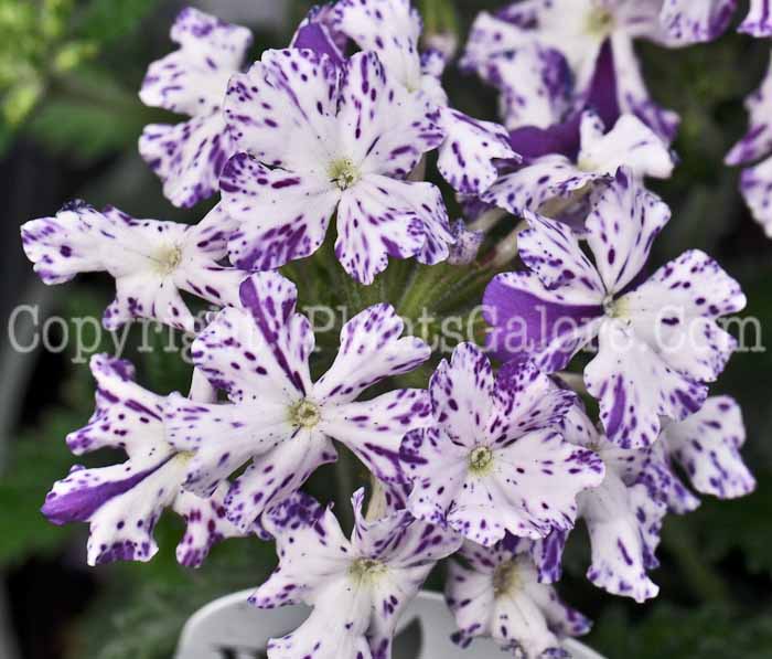 PGC-P-Verbena-Lanai-Upright-Purple-Mosaic-3