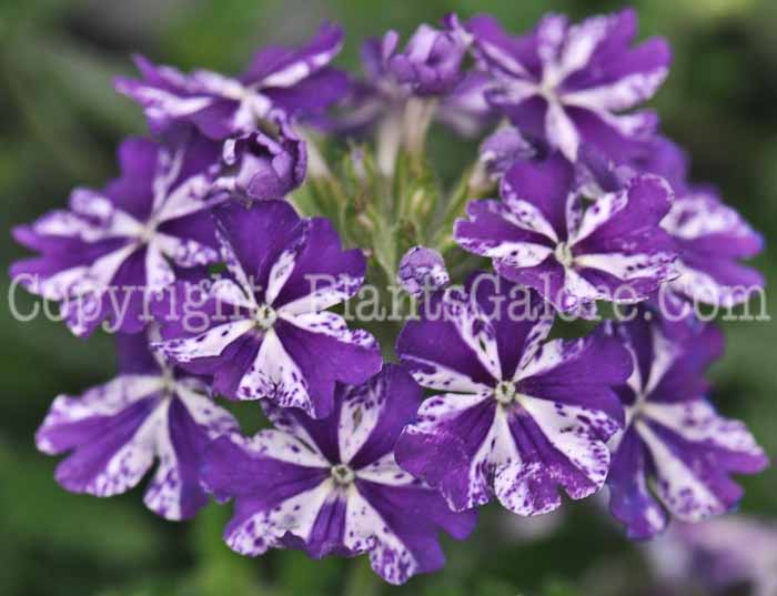 PGC-P-Verbena-Lanai-Upright-Purple-Mosaic-5