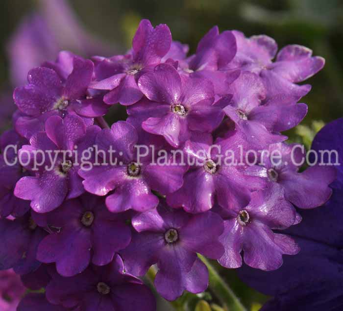 PGC-P-Verbena-Lania-Blue-MSU-2011-2