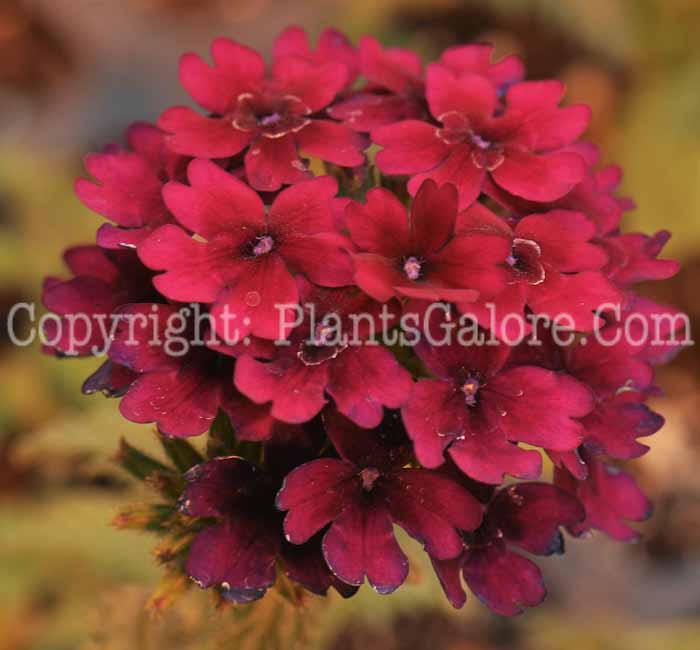 PGC-P-Verbena-Purple-Haze-2011-05-001