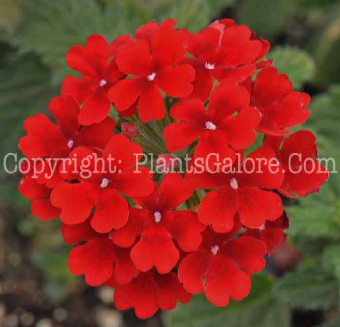 PGC-P-Verbena-Veero-Scarlet-04-2012-2