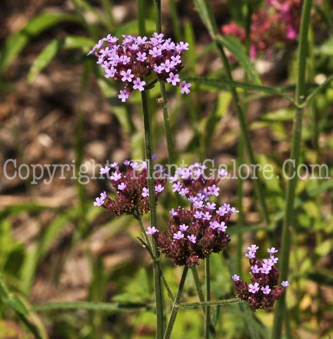PGC-P-Verbena-bonariensis-MSU-8-2011-001