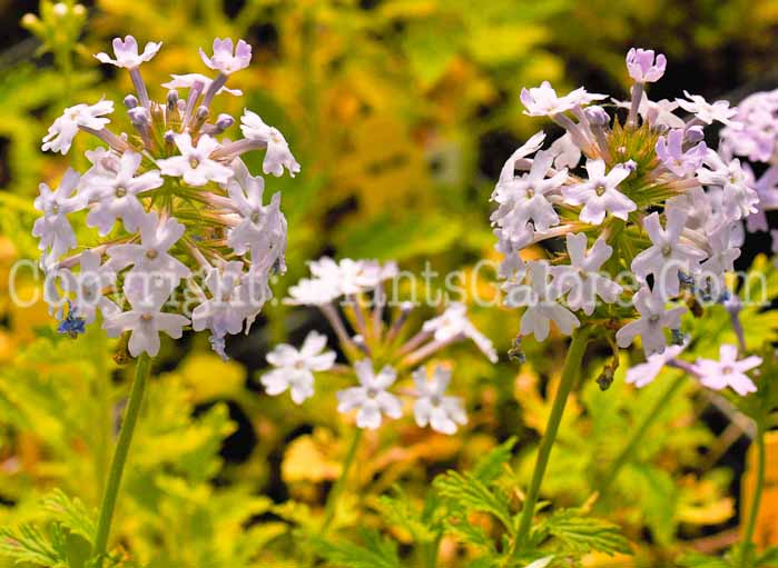 PGC-P-Verbena-canadensis-Lilac-Time-2010-02