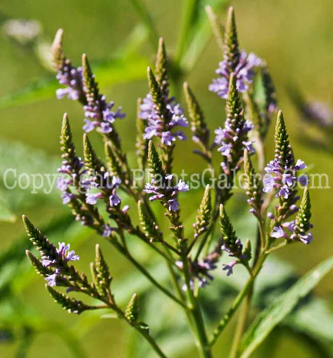 PGC-P-Verbena-hastata-aka-Simplers-Joy-1