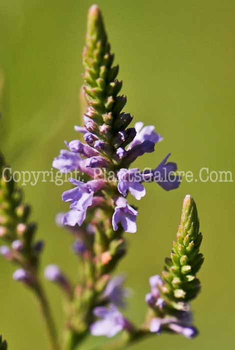 PGC-P-Verbena-hastata-aka-Simplers-Joy-2