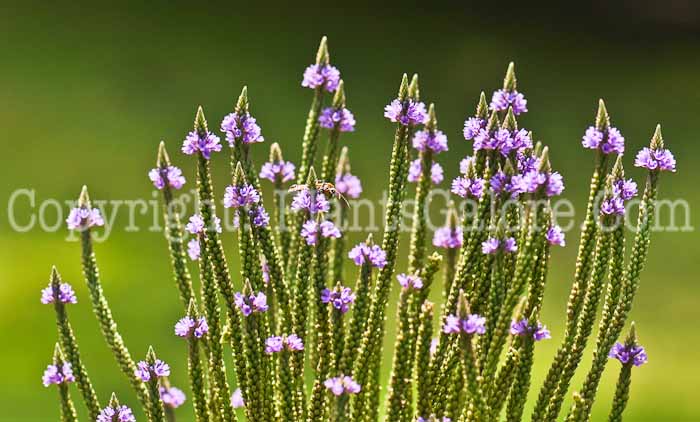 PGC-P-Verbena-hastata-aka-Simplers-Joy-5
