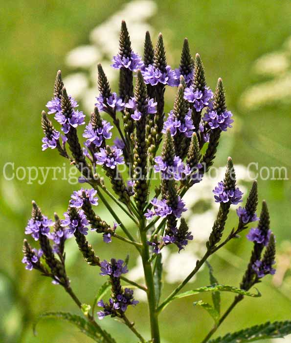 PGC-P-Verbena-hastata-aka-Simplers-Joy-6