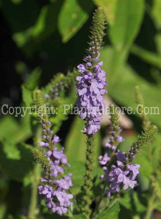 PGC-P-Verbena-stricta-aka-Hoary-Vervain-1