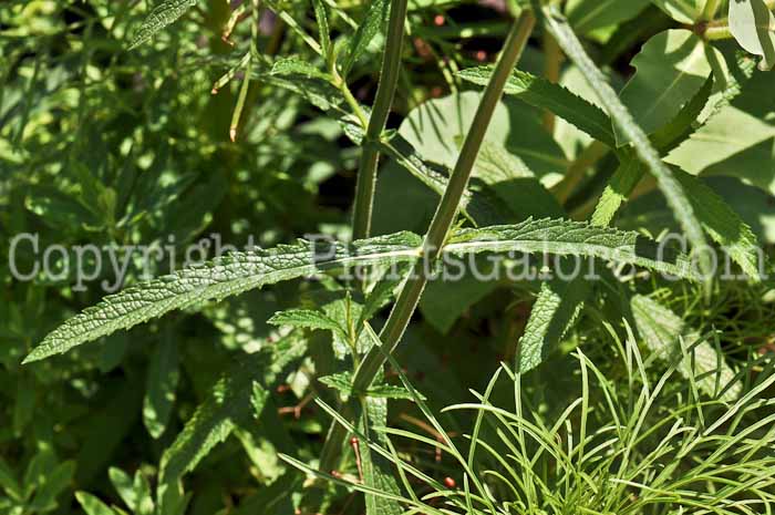 PGC-P-Verbena-stricta-aka-Hoary-Vervain-2