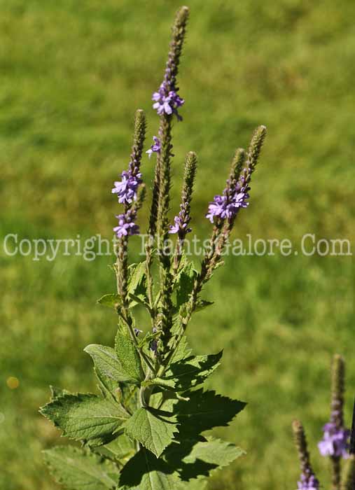 PGC-P-Verbena-stricta-aka-Hoary-Vervain-3