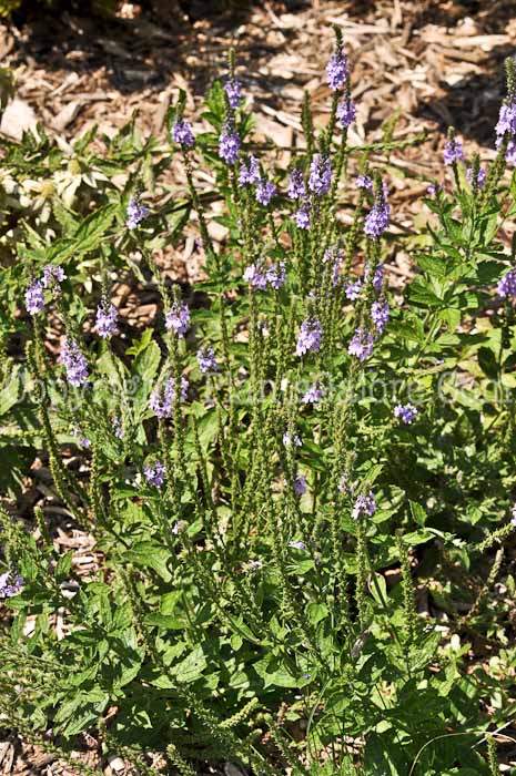 PGC-P-Verbena-stricta-aka-Hoary-Vervain-6