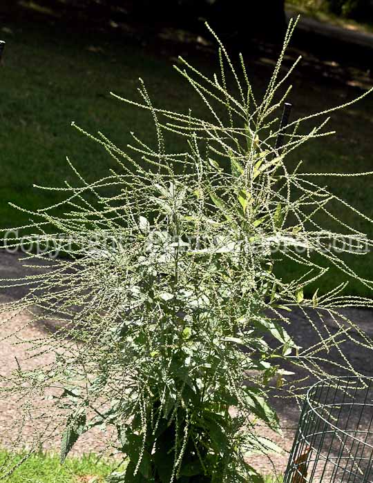 PGC-P-Verbena-urticifolia-aka-White-Vervain-1