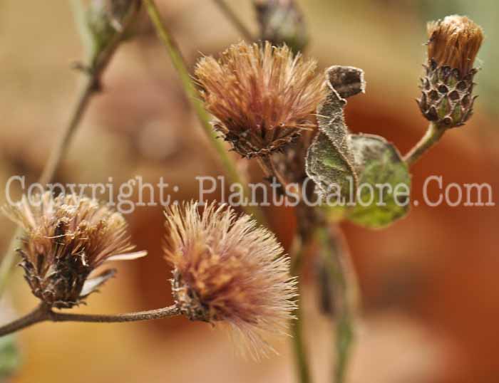 PGC-P-Vernonia-gigantea-aka-Tall-Ironweed-3
