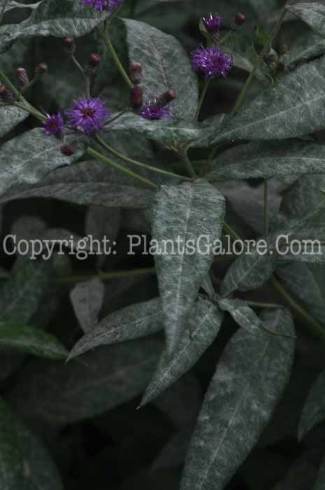 PGC-P-Vernonia-gigantea-aka-Tall-Ironweed-9