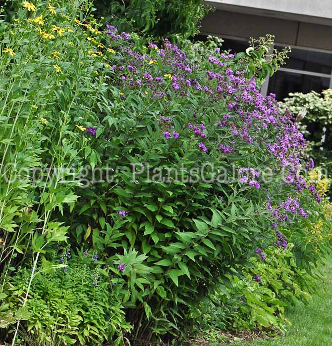 PGC-P-Vernonia-missurica-aka-Ironweed-813-1