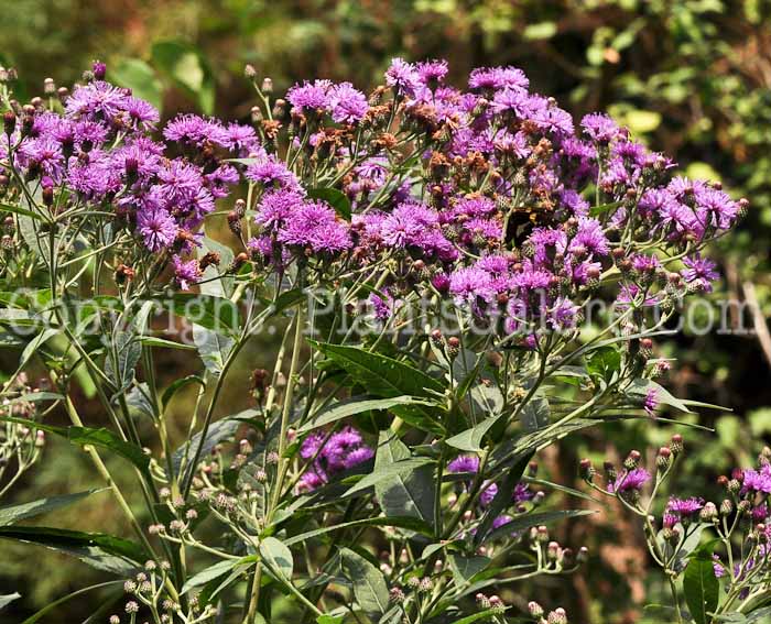 PGC-P-Vernonia-baldwini-aka-Ironweed-1-1