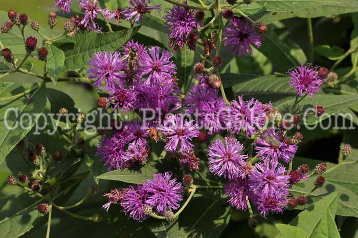 PGC-P-Vernonia-baldwini-aka-Ironweed-3-1